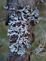 Tremella hypogymniae