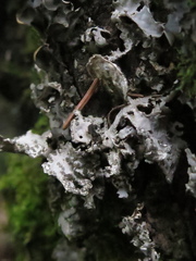 Lobaria hallii