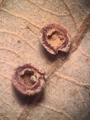 Philonix fulvicollis