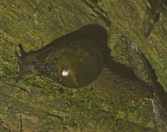 Stanisicarion aquila