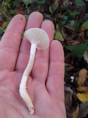 Hygrophorus