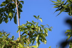 Myzomela obscura