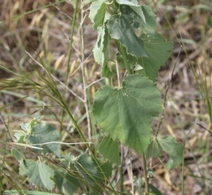 Abutilon fruticosum