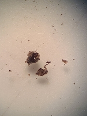 Callirhytis aquaticae