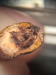 Callirhytis aquaticae