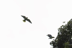 Geoffroyus geoffroyi