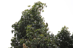 Geoffroyus geoffroyi