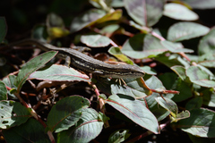 Takydromus tachydromoides