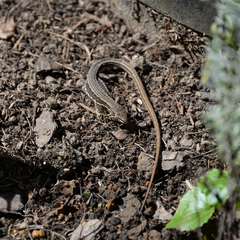 Takydromus tachydromoides