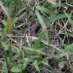 Takydromus tachydromoides