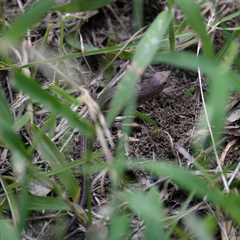 Takydromus tachydromoides