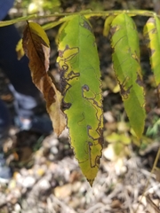 Stigmella longisacca