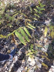 Stigmella longisacca