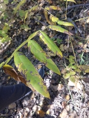 Stigmella longisacca