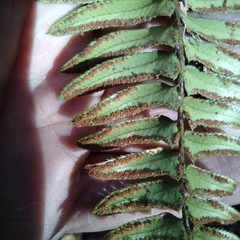 Polystichum imbricans curtum