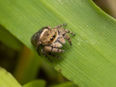 Simaethina