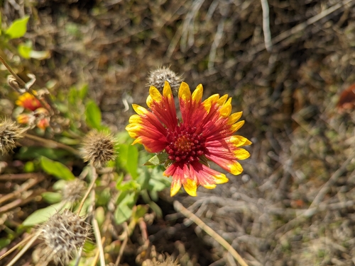Gaillardia aristata