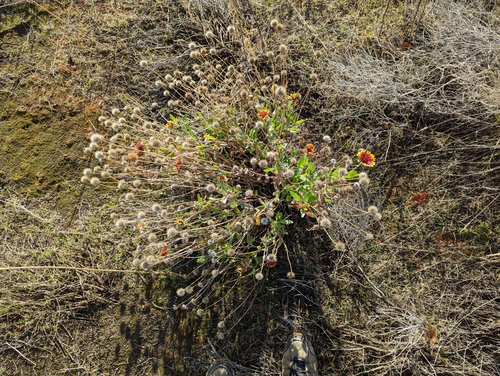 Gaillardia aristata