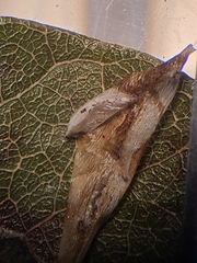 Parectopa bumeliella