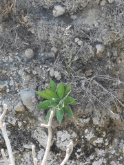 Agave horrida
