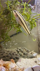 Tridentiger bifasciatus