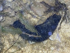 Holothuria leucospilota