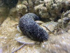 Holothuria leucospilota