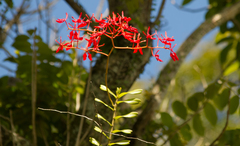 Renanthera coccinea
