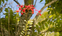 Renanthera coccinea