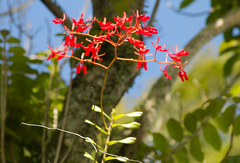 Renanthera coccinea