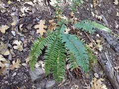 Polystichum imbricans curtum