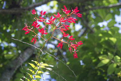 Renanthera coccinea