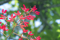 Renanthera coccinea