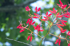 Renanthera coccinea