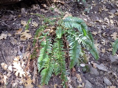 Polystichum imbricans curtum