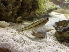 Tridentiger bifasciatus