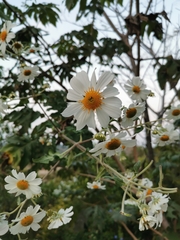 Montanoa grandiflora