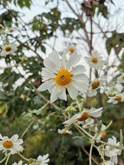 Montanoa grandiflora