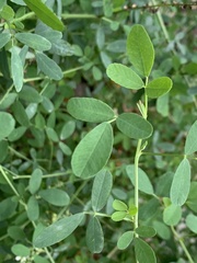 Melilotus albus