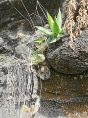 Agave horrida