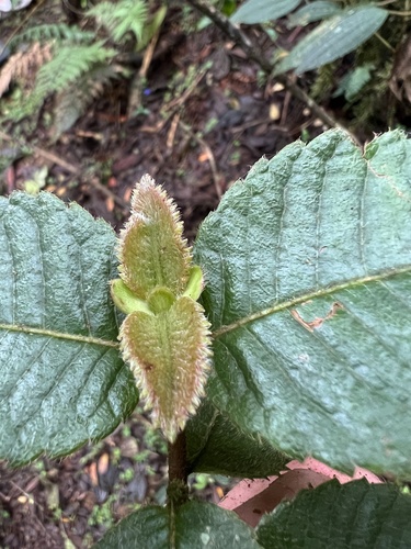 Weinmannia rollottii (Weinmannia rollottii)