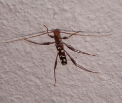 Clytocera chionospila