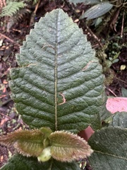 Weinmannia rollottii