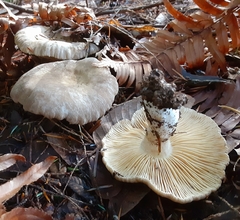 Lactarius pallidiolivaceus