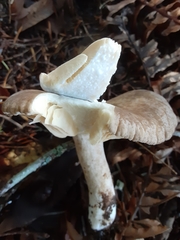 Lactarius pallidiolivaceus