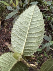 Weinmannia rollottii