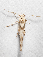 Stathmopoda acontias