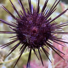 Heliocidaris crassispina