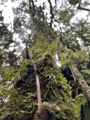 Weinmannia rollottii