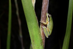 Litoria olongburensis
